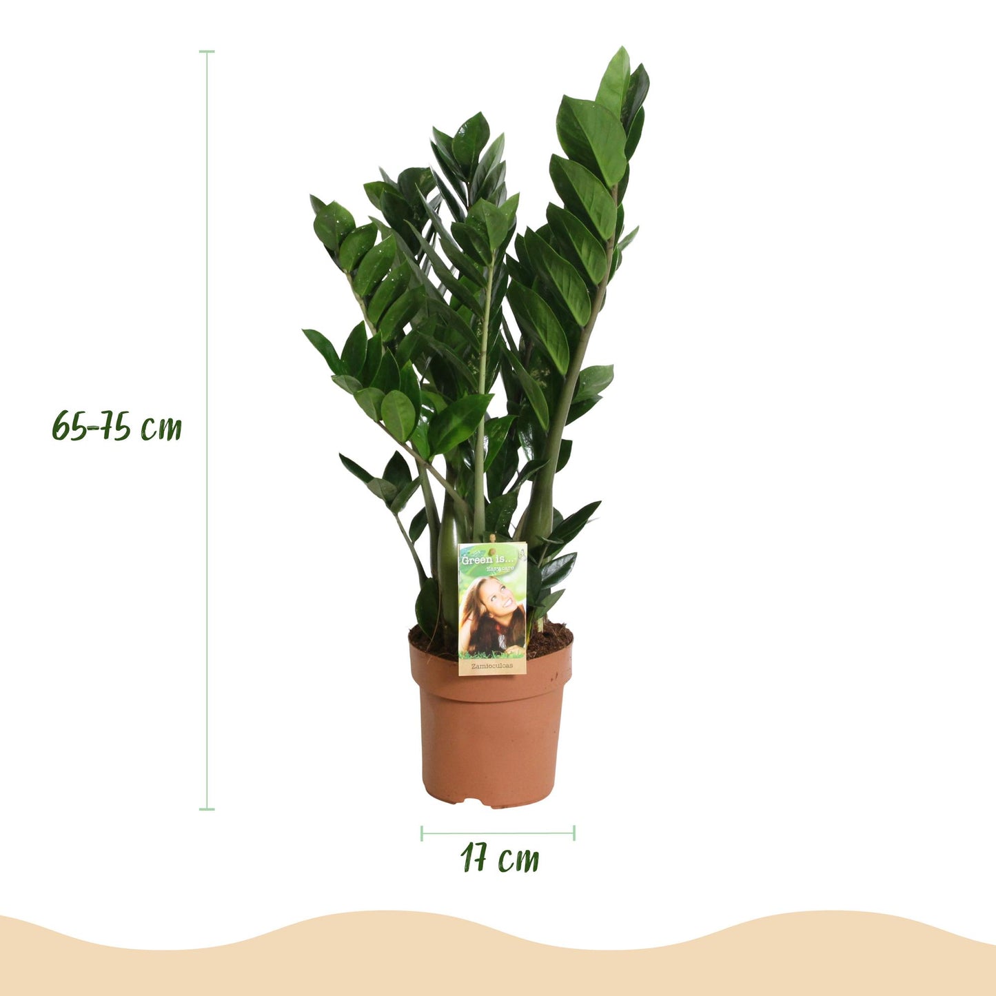 Green is... Houseplants - Zamioculcas - ZZ plant - Low maintenance - Green - 1 Plant - Pot 17cm - Height 65-75cm