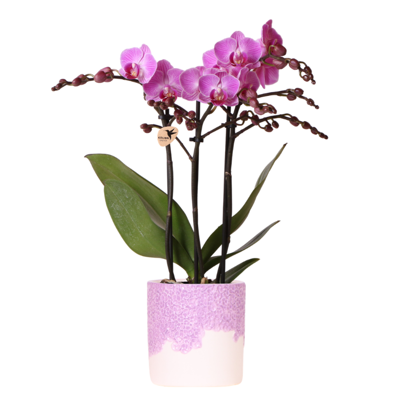 Kolibri Orchids | Purple Vienna orchid + Bloom decorative pot purple – pot size Ø9cm | flowering houseplant – fresh from the grower