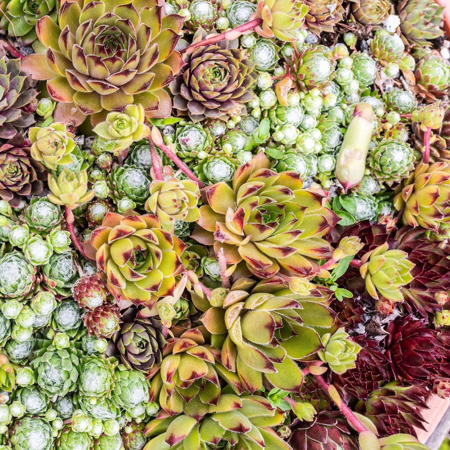 Green boutiQ - Bodembedekker - Winterhard -Sempervivum Big Sam - 8 Planten - Diversen kleuren - Weinig Onderhoud - Pot 14 Hoogte 17