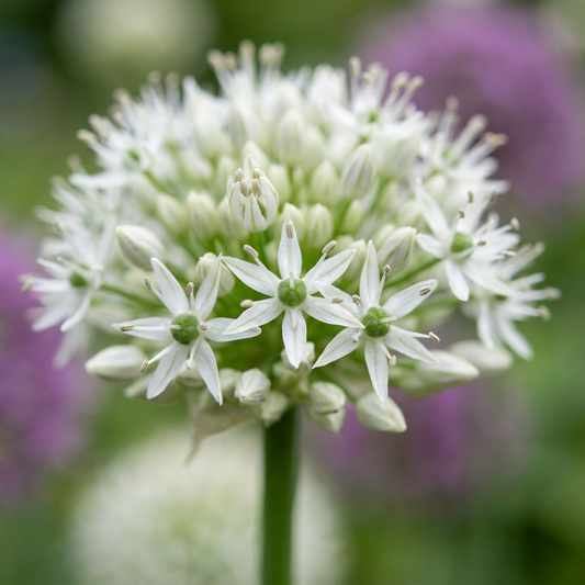 24x Allium Mount Everest - Ornamental Onion - White - Summer Flowering - Bulb Size 16/18