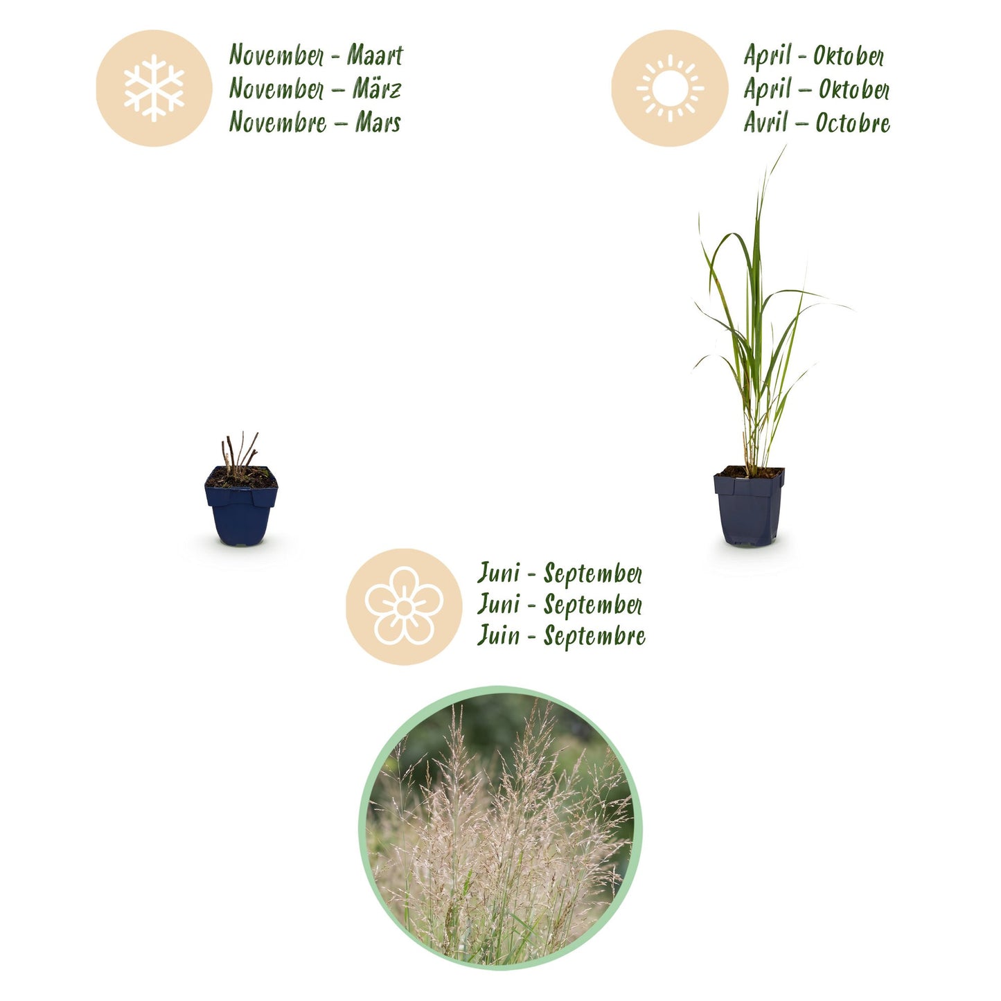 Grasses - Molinia arund. Karl Foerster - Purple Moor Grass - With Plume - Green - 1 Plant - Pot 11cm - Height 15-25cm
