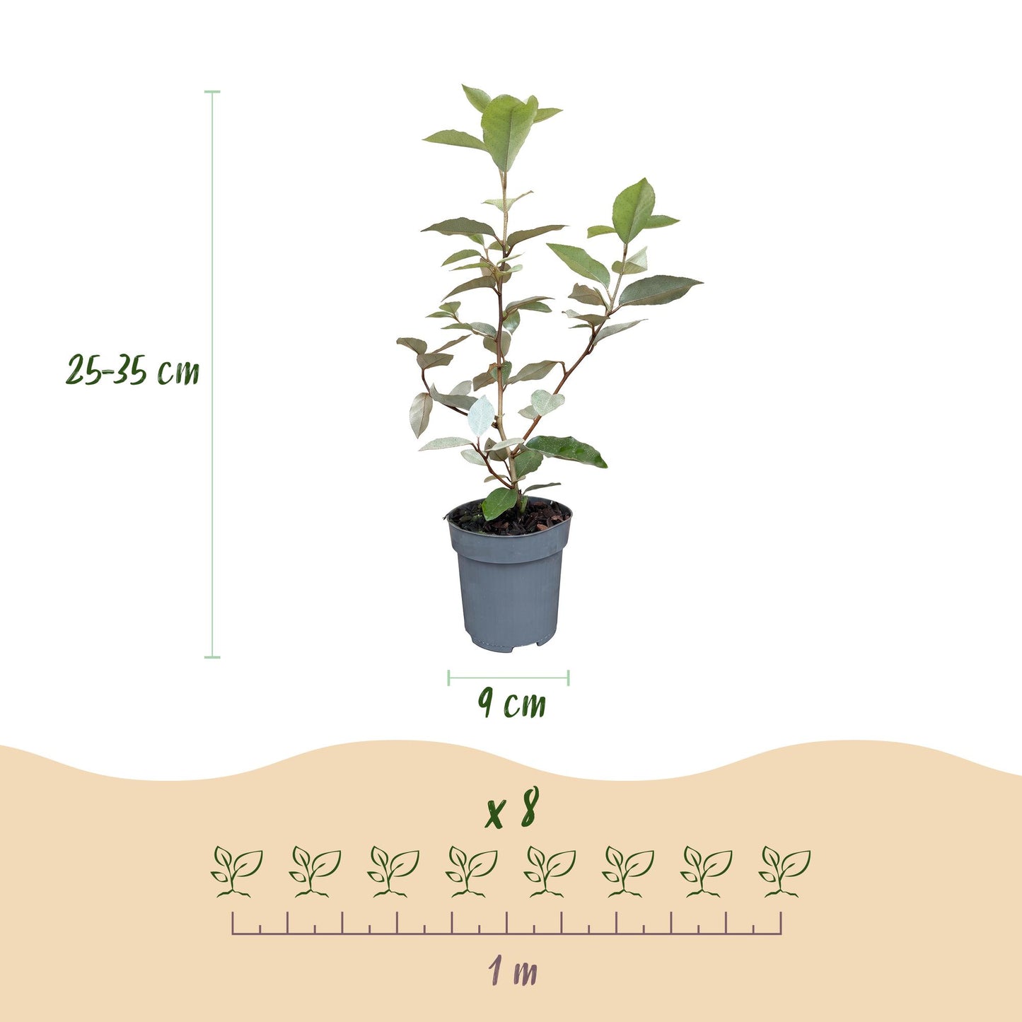 Green boutiQ - 24x Eleagnus ebbingei Compacta - Olive Willow - Hedge Plants - Evergreen - Gray - Pot 9cm - Height 25-35cm