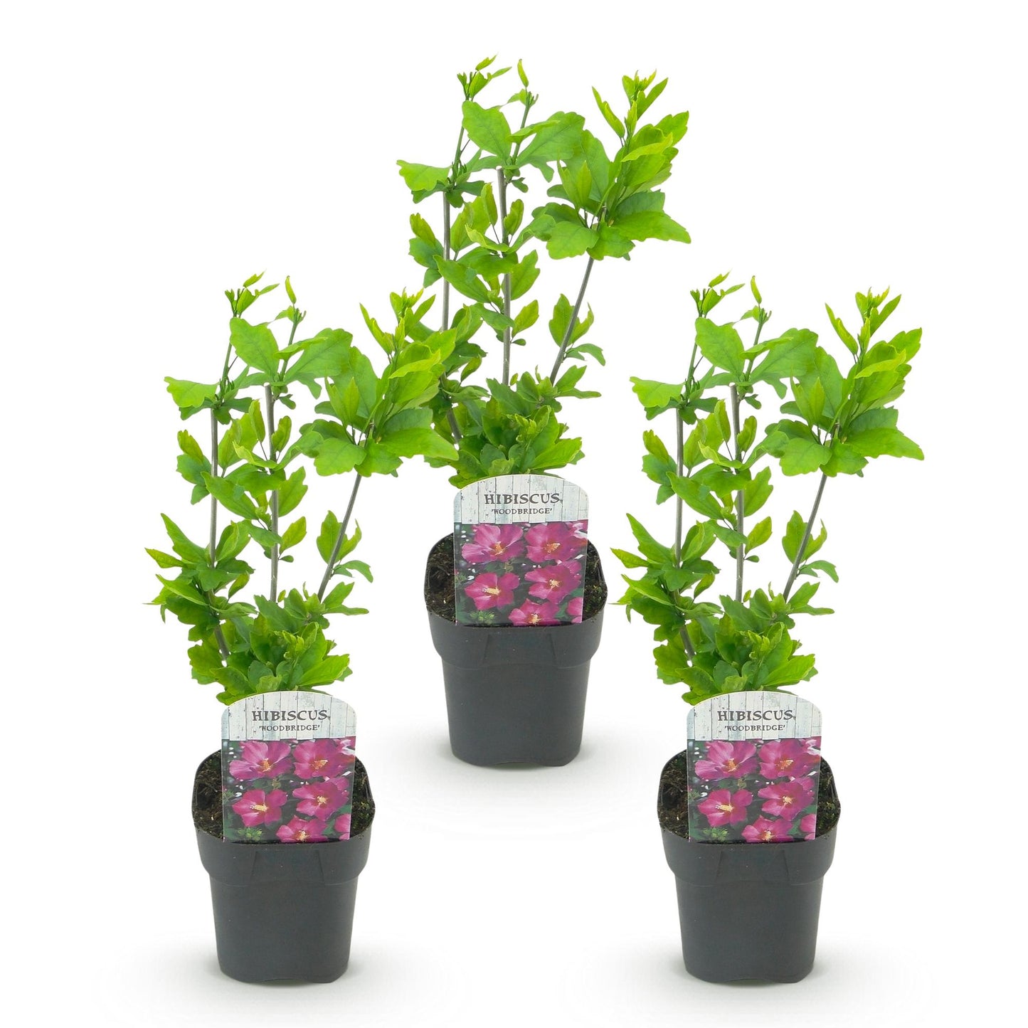 Green boutiQ - Plante de jardin - Hibiscus syriacus Woodbridge - Hibiscus de jardin - Résistant à l'hiver - Rose - 3 Plantes - Pot 17cm - Hauteur 45cm