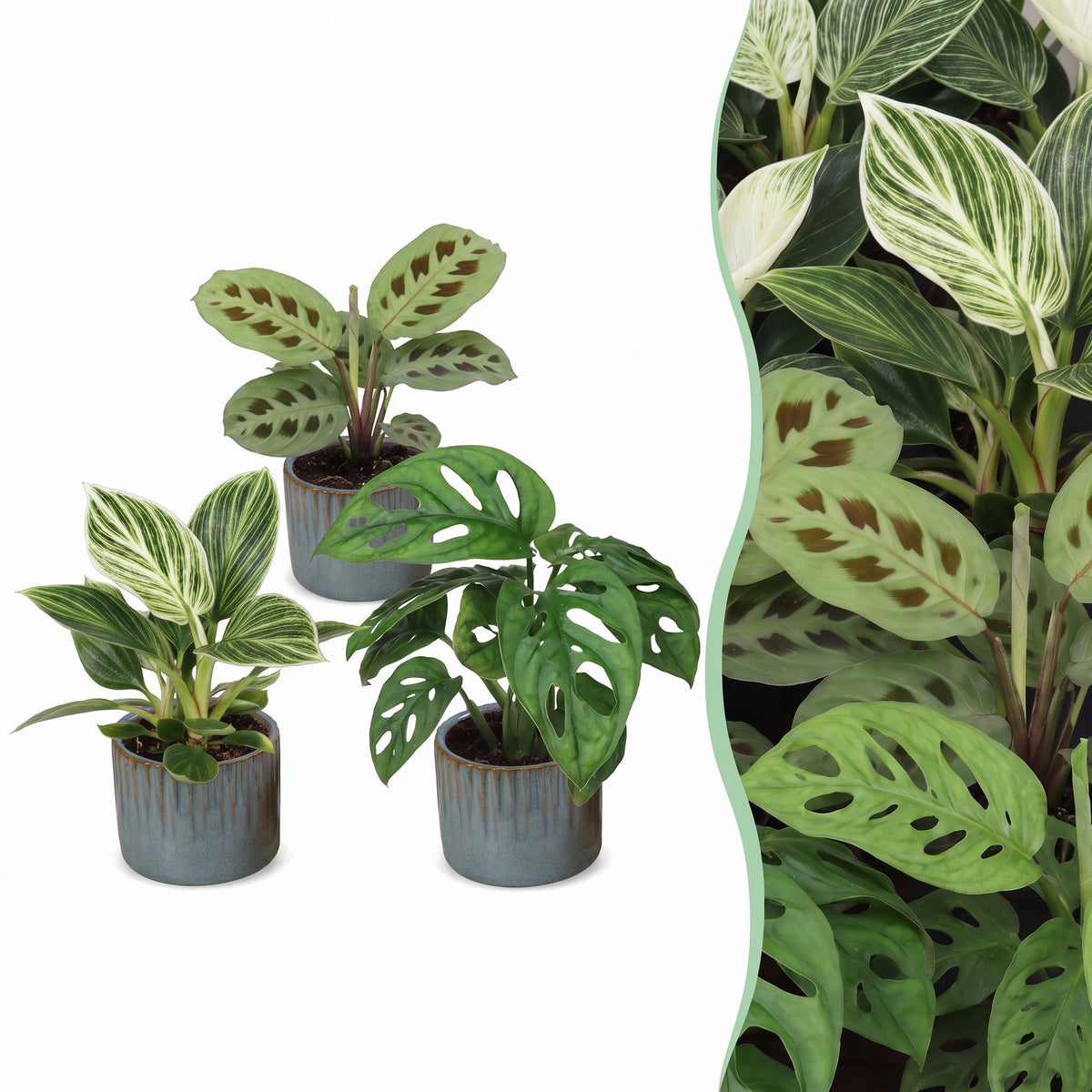 3x Baby Plants Surprise Box - Verrassingsbox kleine planten - Diversen - Tropisch - incl. Linnea Misty Blue - Ø6cm - ↕5-15cm