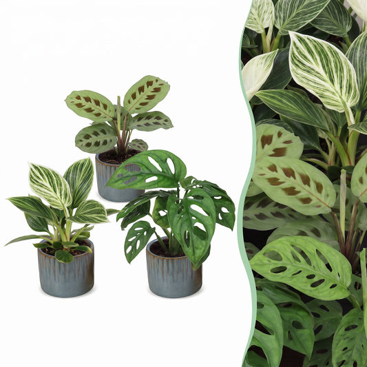 3x Scatola a sorpresa di piantine - Box sorpresa piccole piante - Miste - Tropicali - incl. Linnea Misty Blue - Ø6cm - ↕5-15cm
