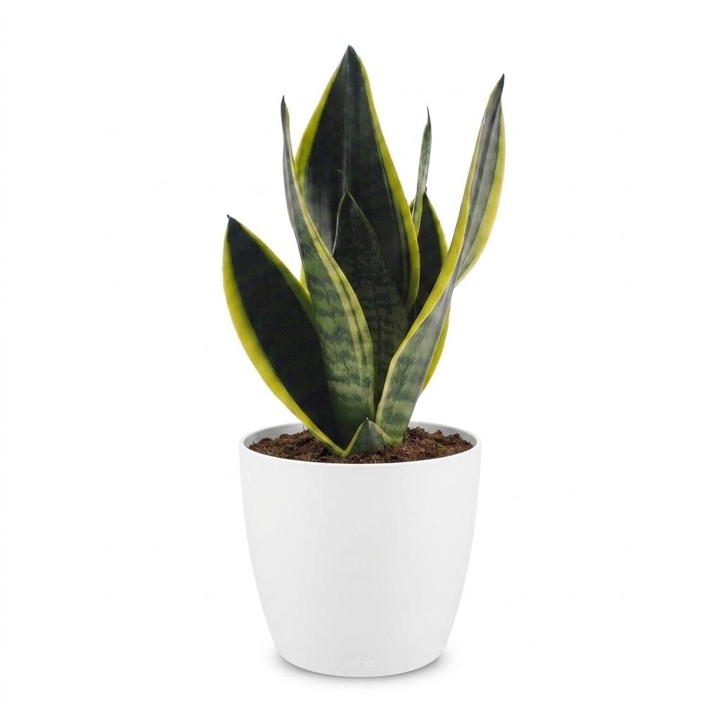 Sansevieria Future Superb - Lingua di Suocera - 1 Pianta - con Vaso Bianco - Vaso 12cm - Altezza - 35cm