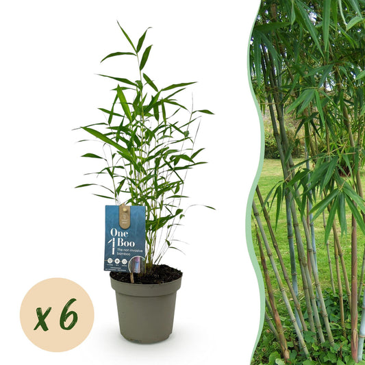 Green boutiQ - Bamboo - Fargesia Blue Dragon - Evergreen - Non-Invasive - Green - 6 Plants - Pot 14cm - Height 35cm