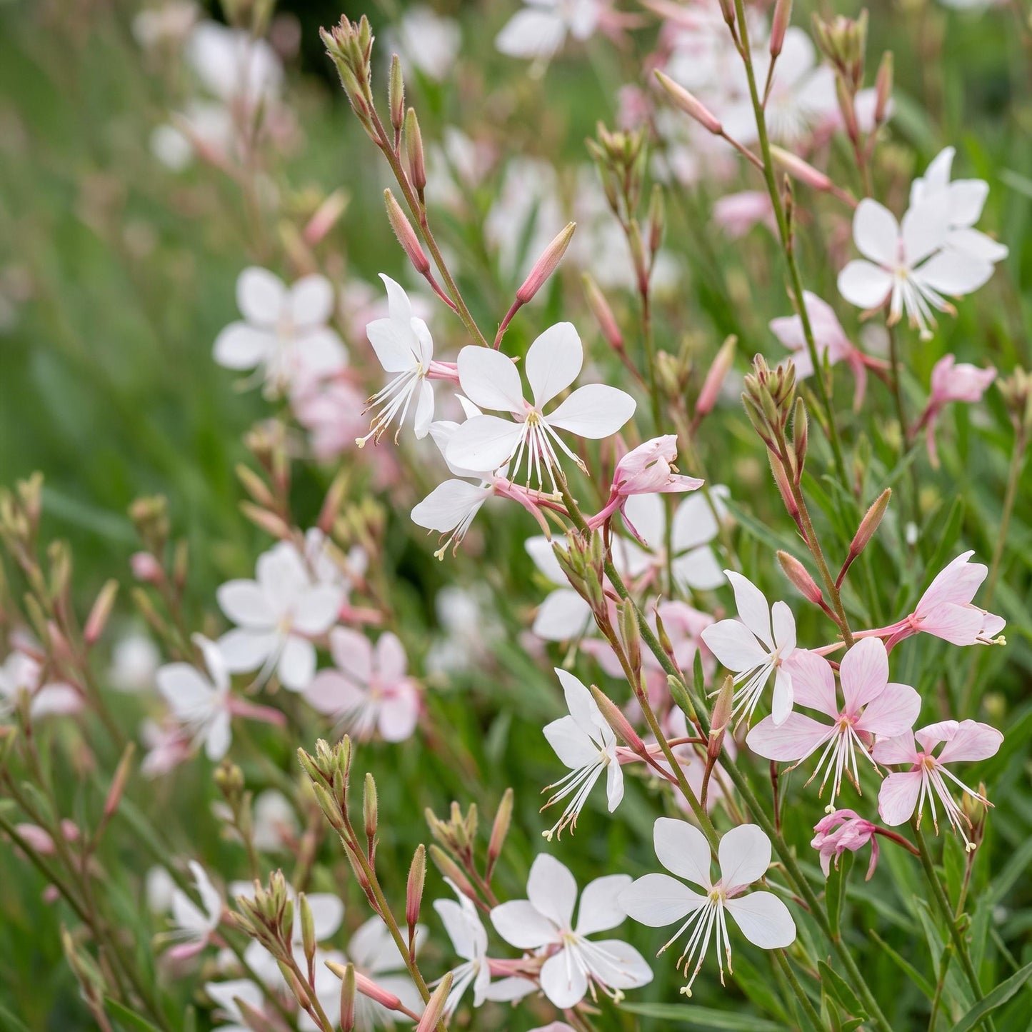 Pianta perenne - Gaura lindh. Whirling Butterflies - Candele di Gaura - Attira api e farfalle - Bianche - 6 Piante - Vaso 11cm - Altezza 15-25cm