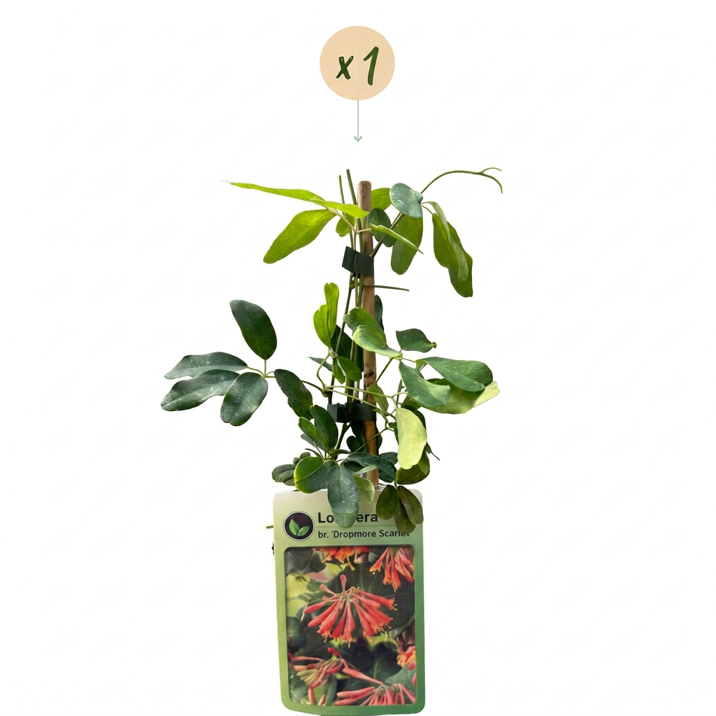 Lonicera br. 'Dropmore Scarlet' - Honeysuckle 'Dropmore Scarlet' - Red-Yellow - Climbing plant - Ø9cm - ↕35cm