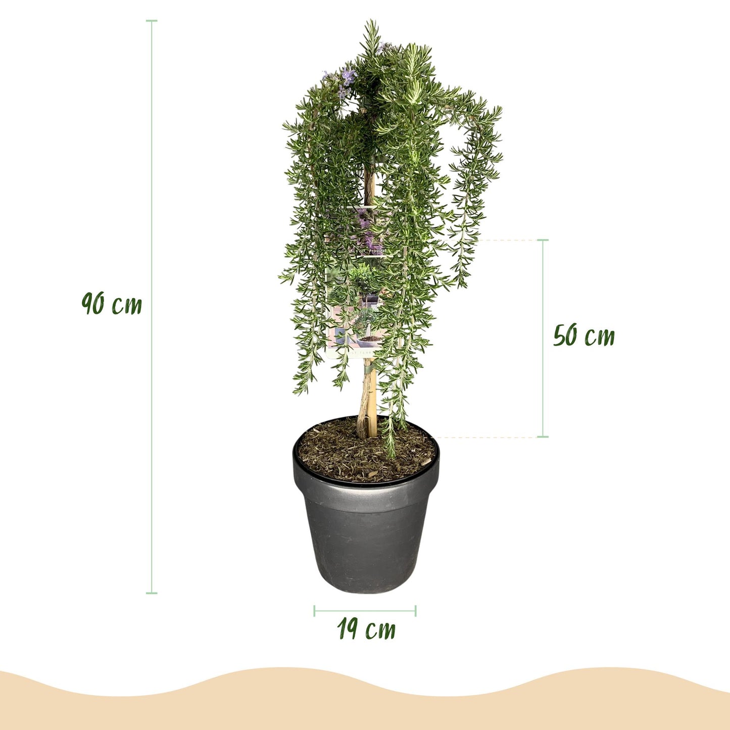 Green boutiQ - Pianta su stelo - Rosmarinus officinalis Prostratus - Pianta da patio - Sempreverde - Resistente all'inverno - Fiore viola - Vaso 19 cm Altezza 90 cm