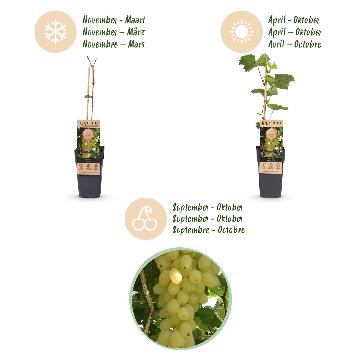 Fruitplant - Vitis vinifera Lakemont - Druivenplant - Winterhard - Goudgele Druif - 2 Planten - Pot 15cm - Hoogte 50cm