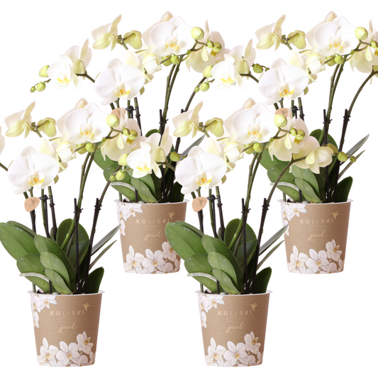 Orchidee colibrì | OFFERTA COMBI di 4 orchidee bianche - Gent - dimensioni vaso Ø12cm | pianta d'appartamento in fiore - fresca dal coltivatore