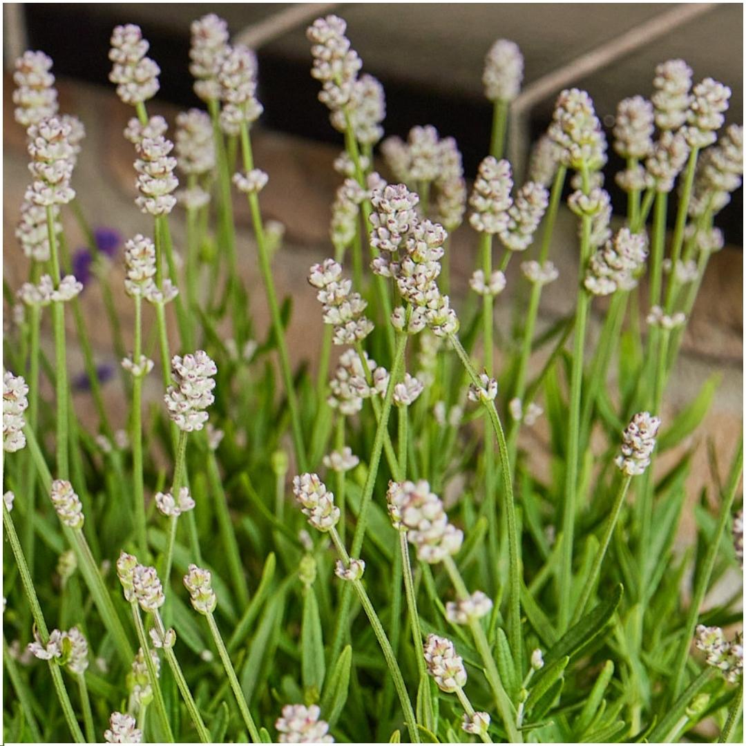 Confezione da 12 x 6 Lavanda angustifolia bianca - 72 x Ø7 cm - ↕15 cm 