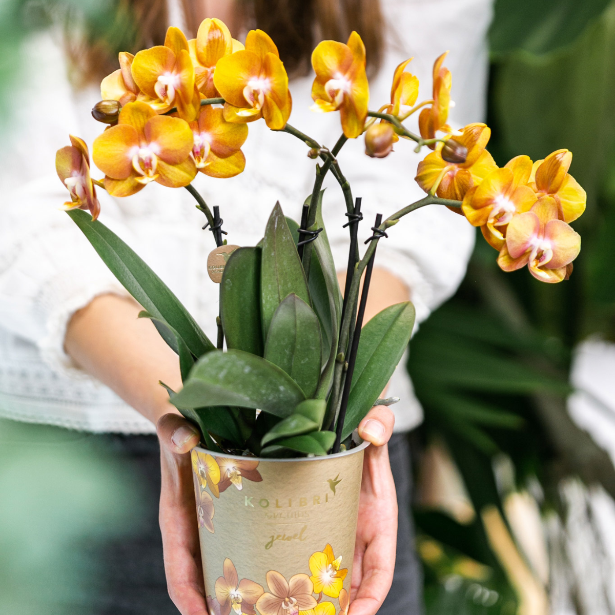 Hummingbird Orchids | COMBI DEAL of 4 Phalaenopsis orchids - Las Vegas - pot size Ø12cm | flowering houseplant - fresh from the grower 