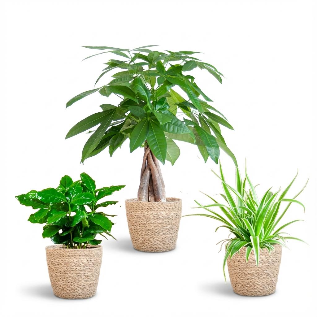 Animal-friendly Plant Box - small - with Basket Zeegras natural - Ø12