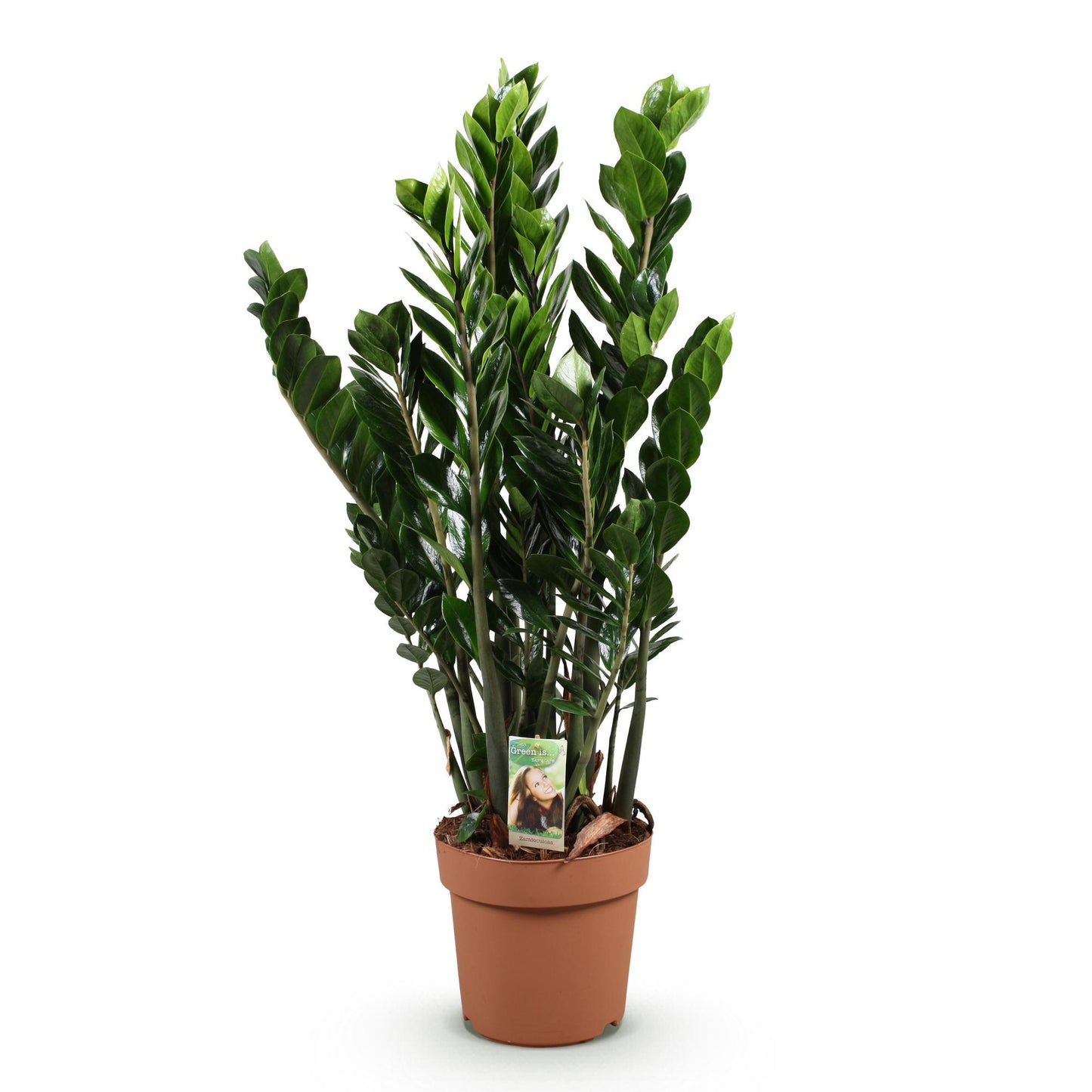 Green boutiQ - Houseplants - Zamioculcas - ZZ plant - Low maintenance - Green - 1 Plant - Pot 21cm - Height 80-90cm