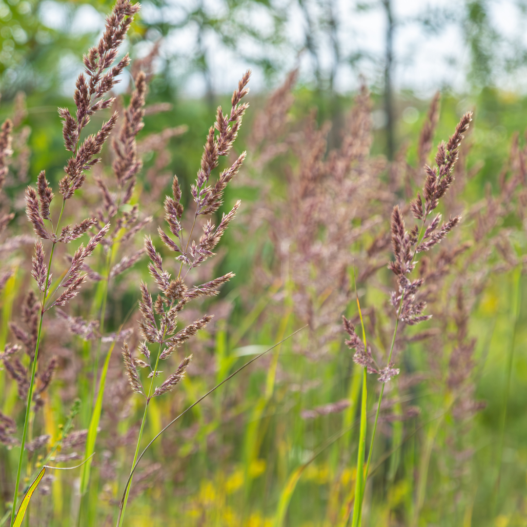 60x Calamagrostis brachytricha - ↕10-25cm - Ø9cm