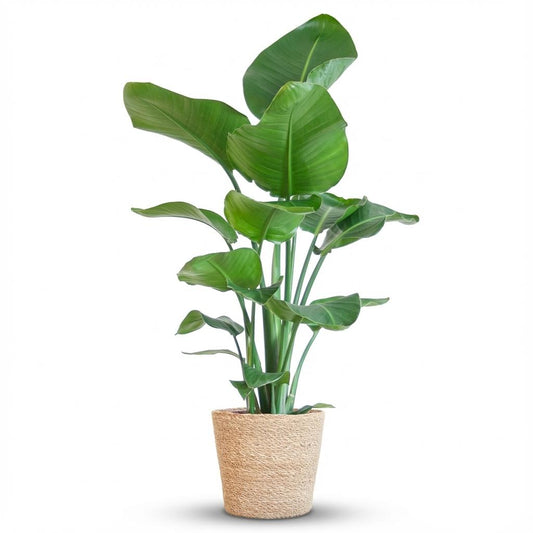 Strelitzia Nicolai with basket Zeegras natural - 80cm - Ø21