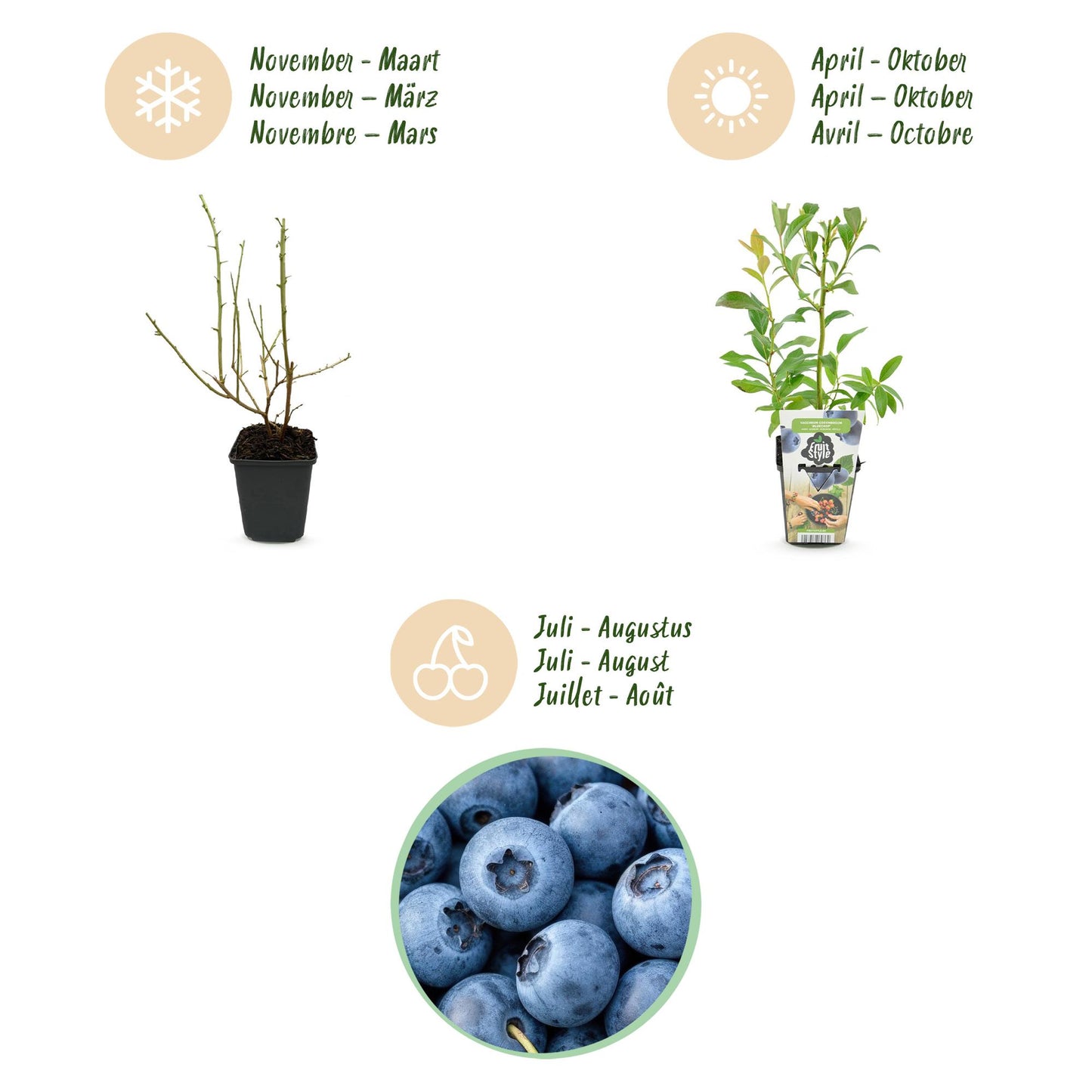 Fruit Plants - Blueberry - Vaccinium corymbosum Bluegold - Hardy - 6 Plants - Pot 9 cm - Blueberry