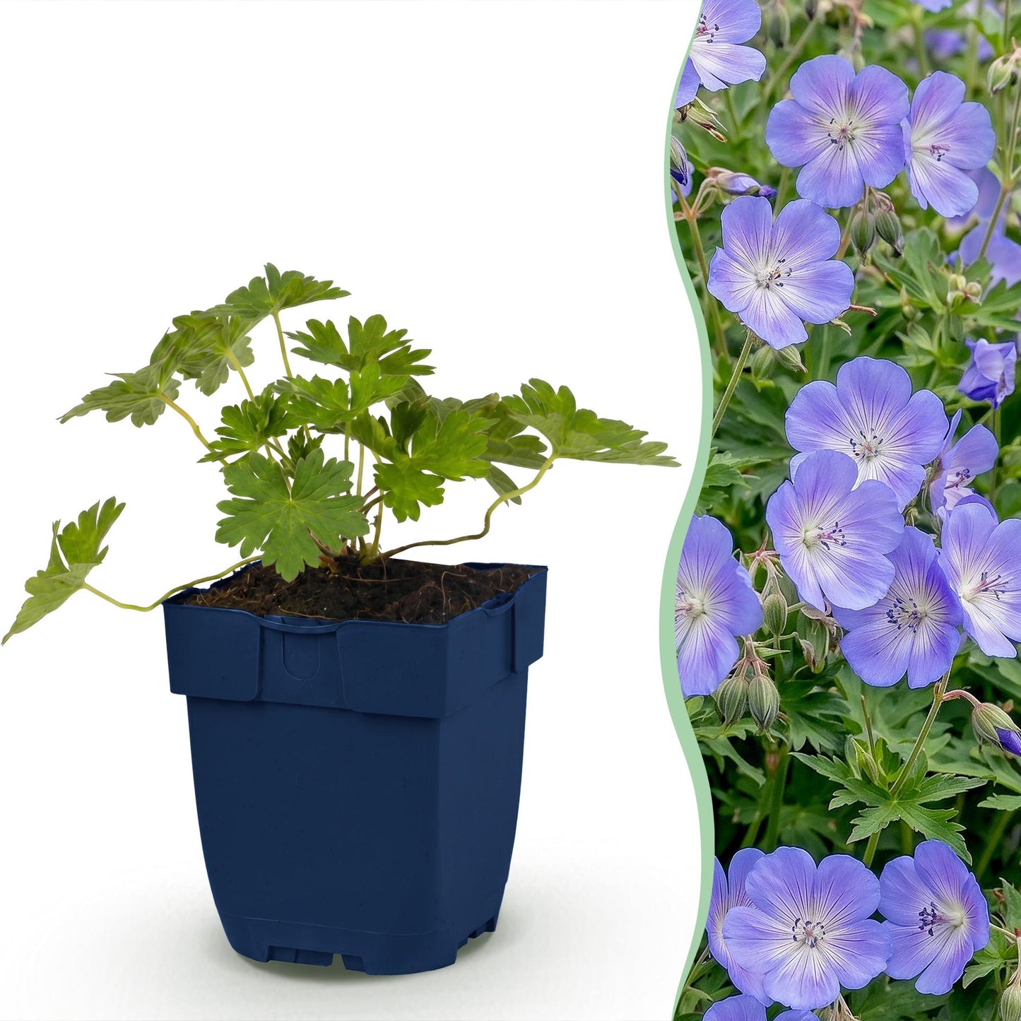 Vasteplant - Geranium 'Rozanne' - Ooievaarsbek - Bodembedekkend - Blauw - 12 Planten - Pot 11cm - Hoogte 15-25cm