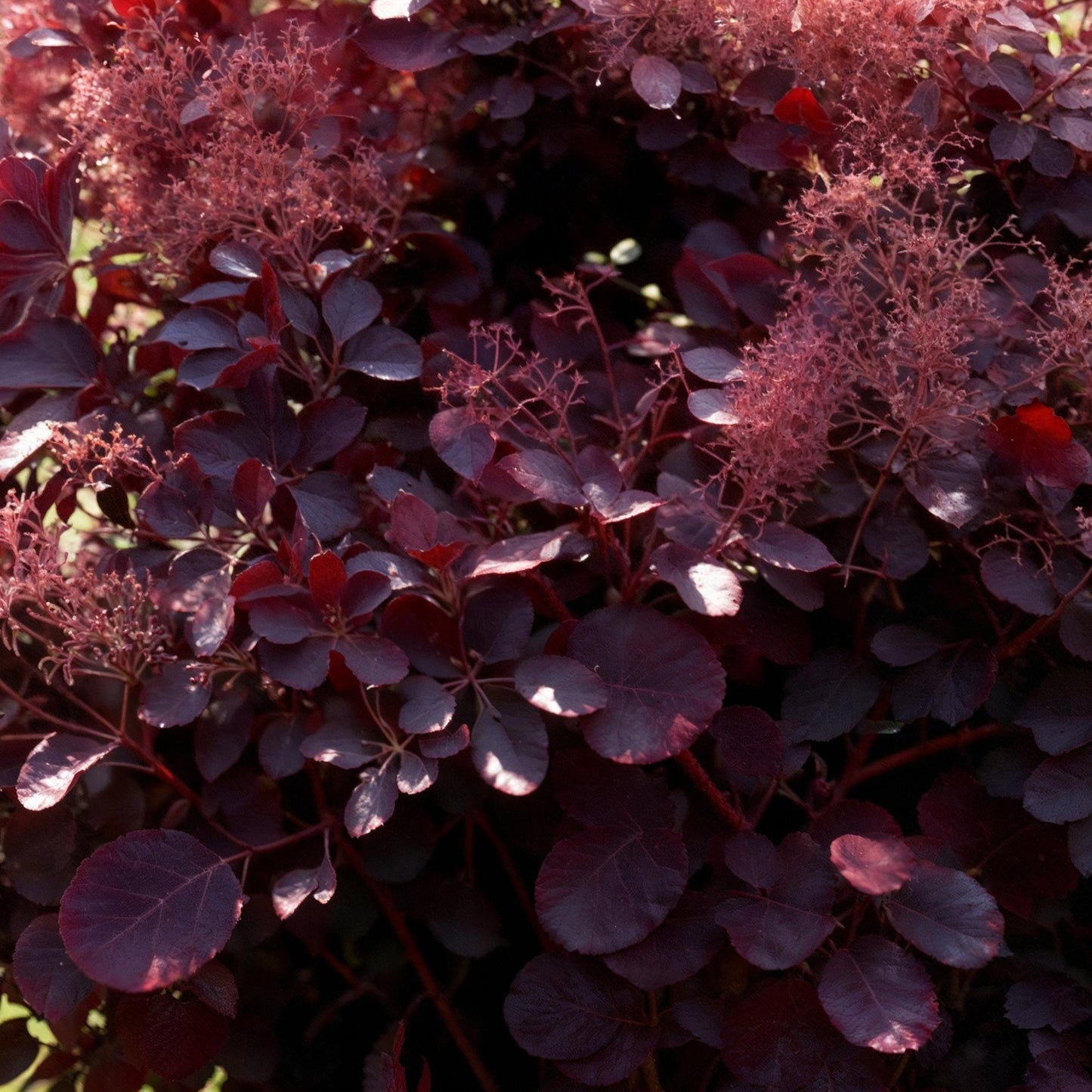 Green boutiQ - Garden plant - Cotinus coggyria Lilla - Purple 3 Plants - Deciduous - Low Maintenance - Pot 12cm Height 35cm