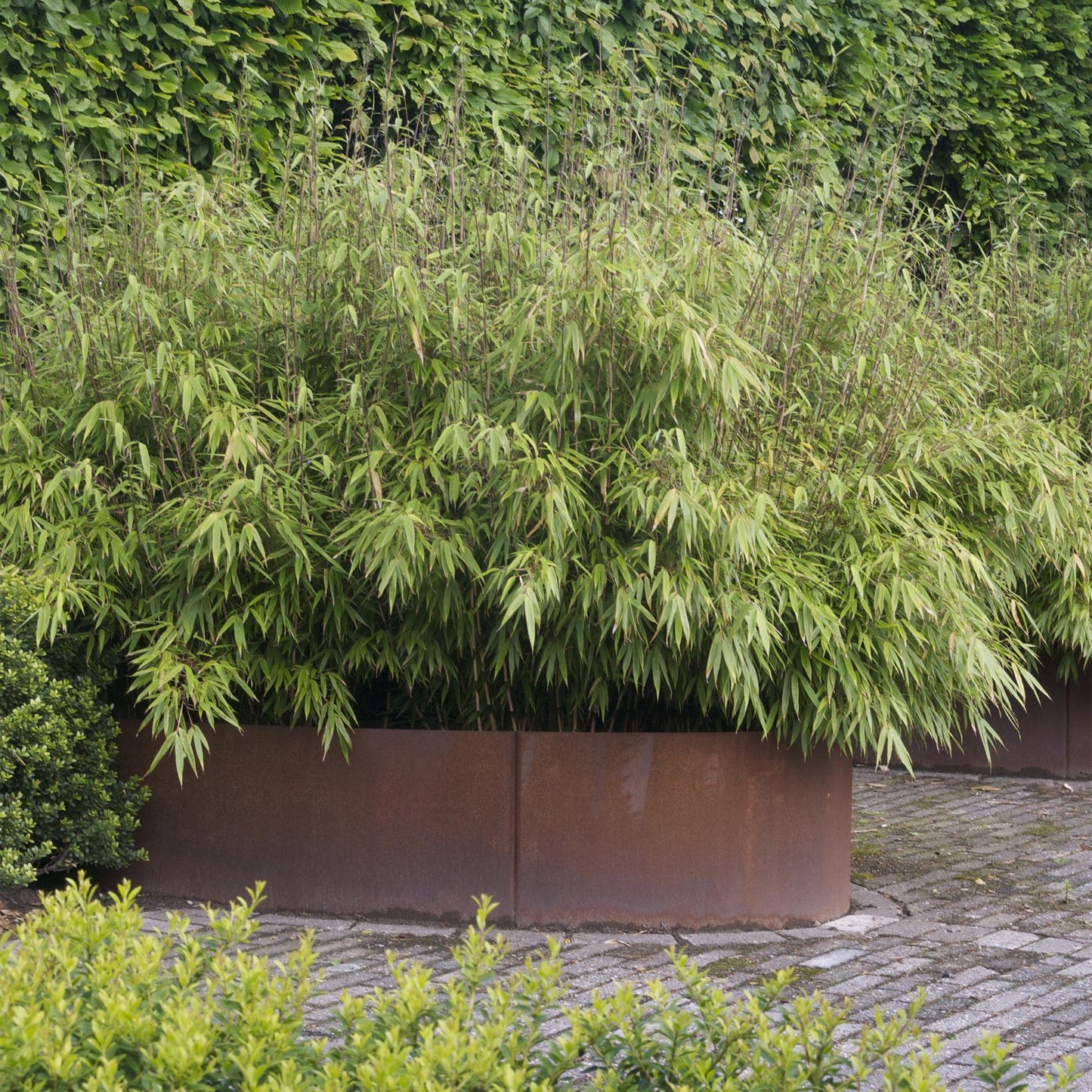 Grasses - Fargesia nitida Black Dragon - Non-invasive Bamboo - Evergreen - Green - 1 Plant - Pot 23 cm - Height 80 cm