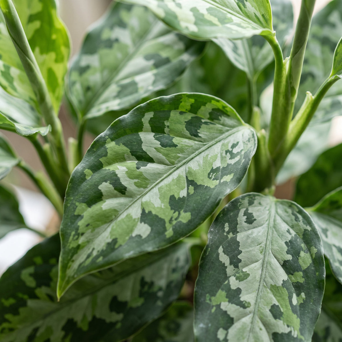 Aglaonema Pictum Tricolor - Camouflagepalm - Groen - Tropisch - Ø6cm - ↕10cm