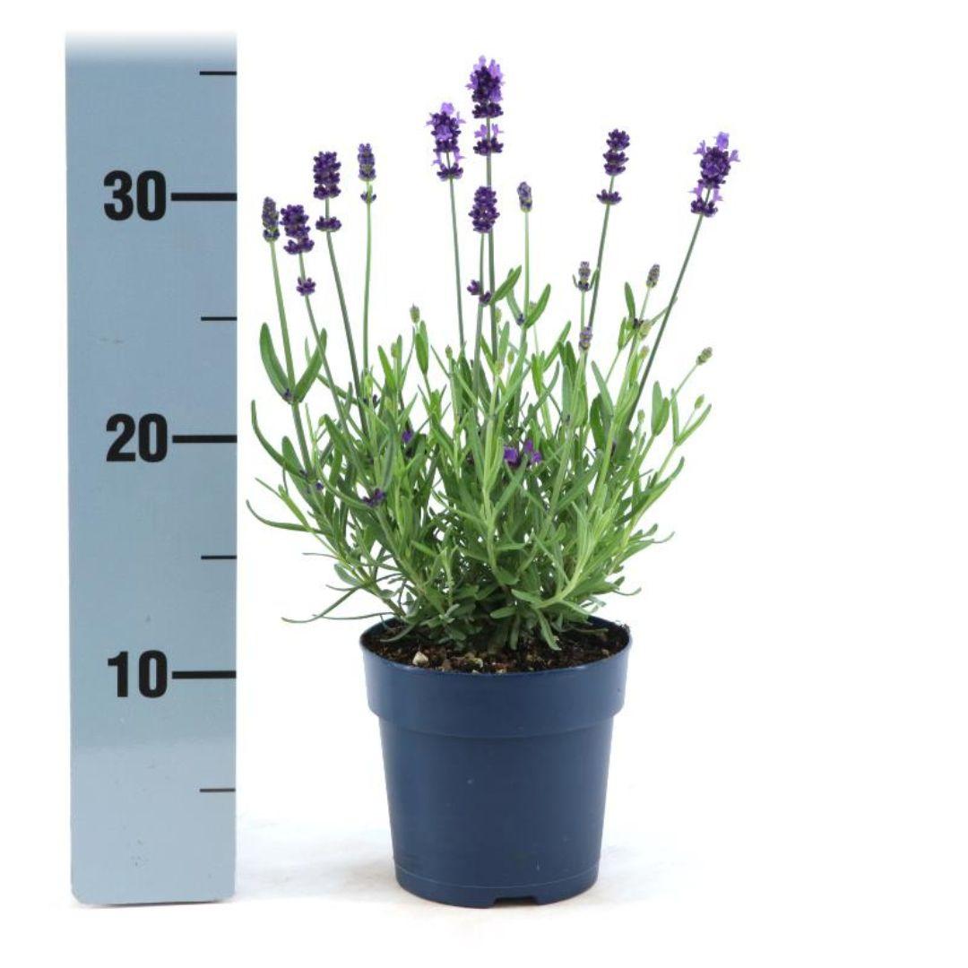 Lavandula angustifolia Felice® - 12 cm pot - Set of 6 Real Lavender plants