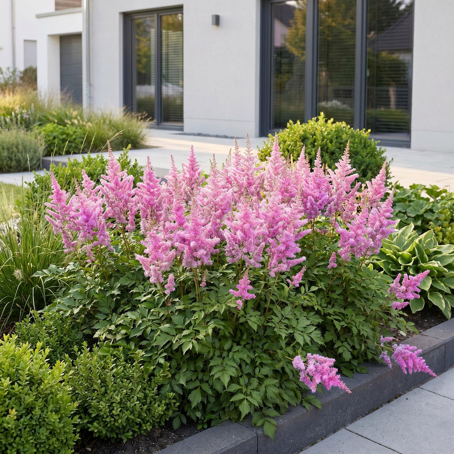 Vasteplant - Astilbe chin. Pumila - Pluimspirea - Schaduw - Paars - 1 Plant - Pot 11cm - Hoogte 15-25cm