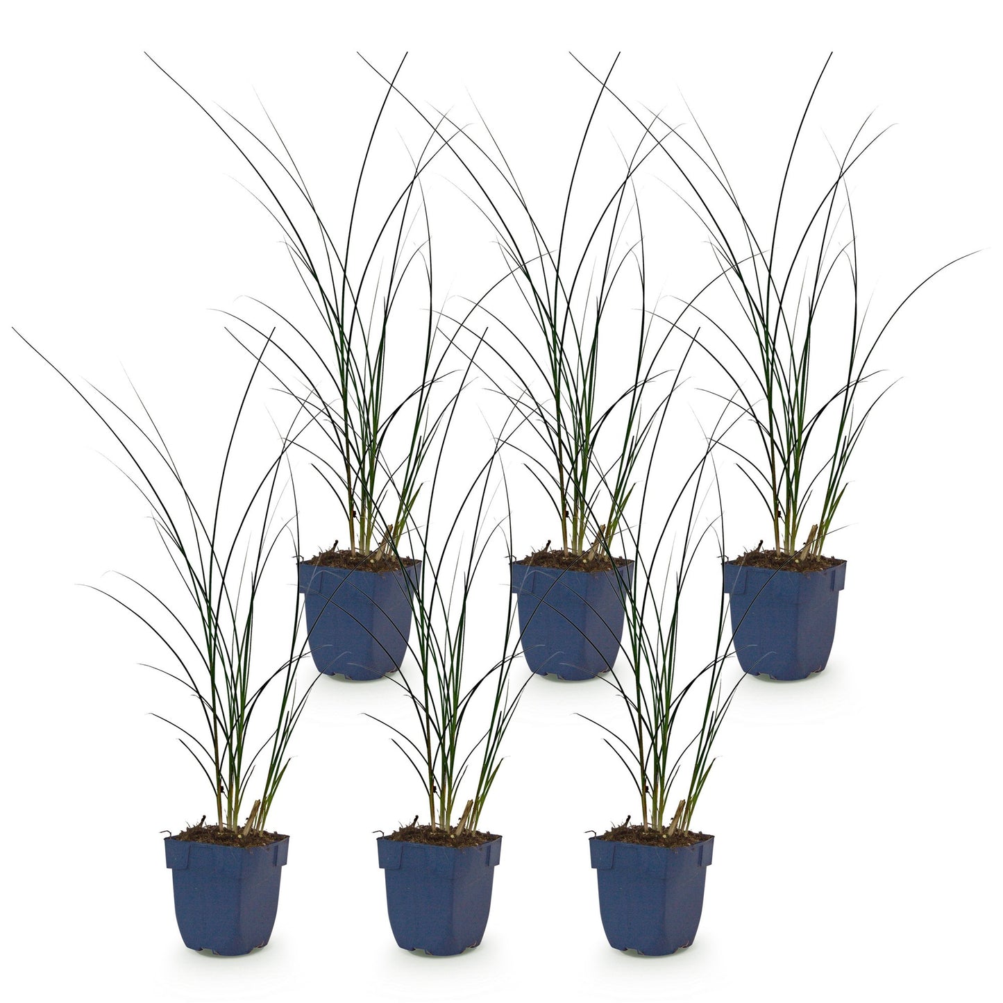 Grasses - Miscanthus sin. Gracillimus - Maiden Grass - With Plume - Green - 6 Plants - Pot 11cm - Height 15-25cm