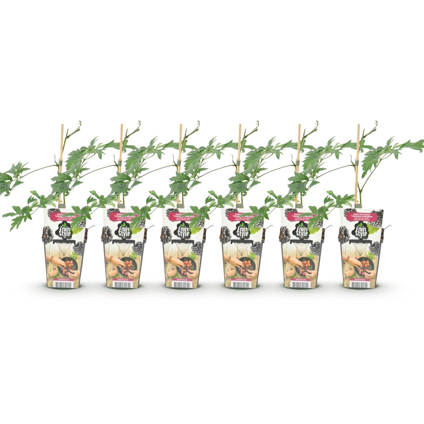 Fruit Plants - Evergreen Blackberry - Rubus Thornless Evergreen - Hardy - 6 Plants - Pot 9 cm - Black Blackberry