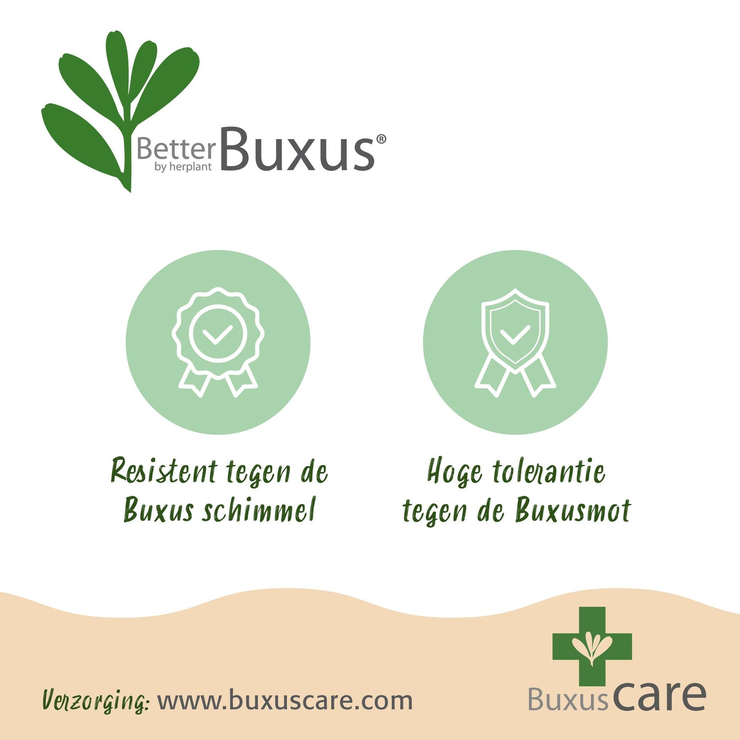 Buxus Bol - BetterBuxus Skylight - Resistant tegen de Buxus Schimmel - 1 planten - pot 23cm bol 25cm