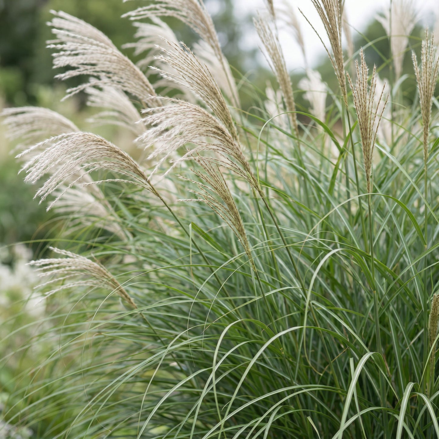Grasses - Miscanthus sin. Gracillimus - Maiden Grass - With Plume - Green - 6 Plants - Pot 11cm - Height 15-25cm