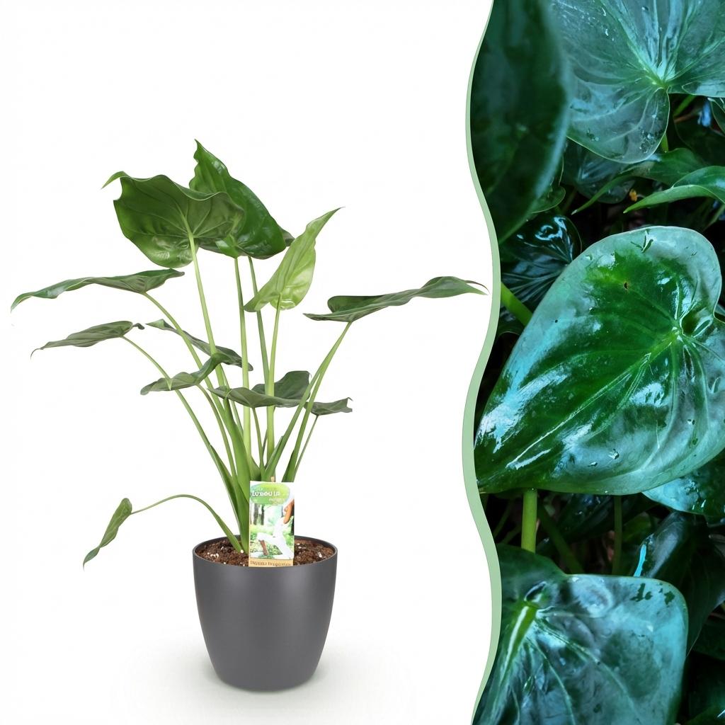 Green boutiQ - Houseplants - Alocasia Cucullata - Buddha's Hand - Low maintenance - Green - 1 Plant - with Potter Grey - Pot 21cm - Height 65-70cm