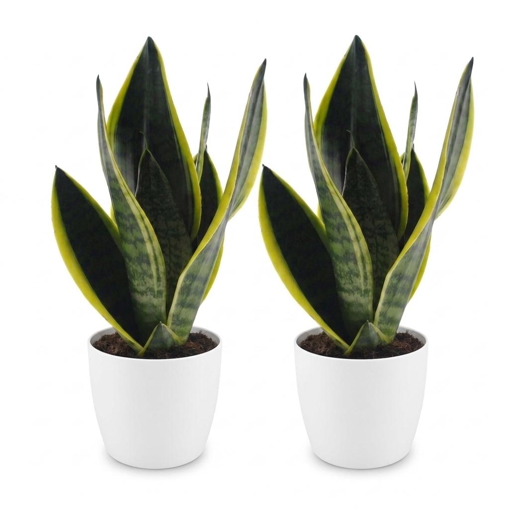Sansevieria Future Superb - Vrouwentong - 2 Planten - met Potter Wit - Pot 12cm - Hoogte - 35cm