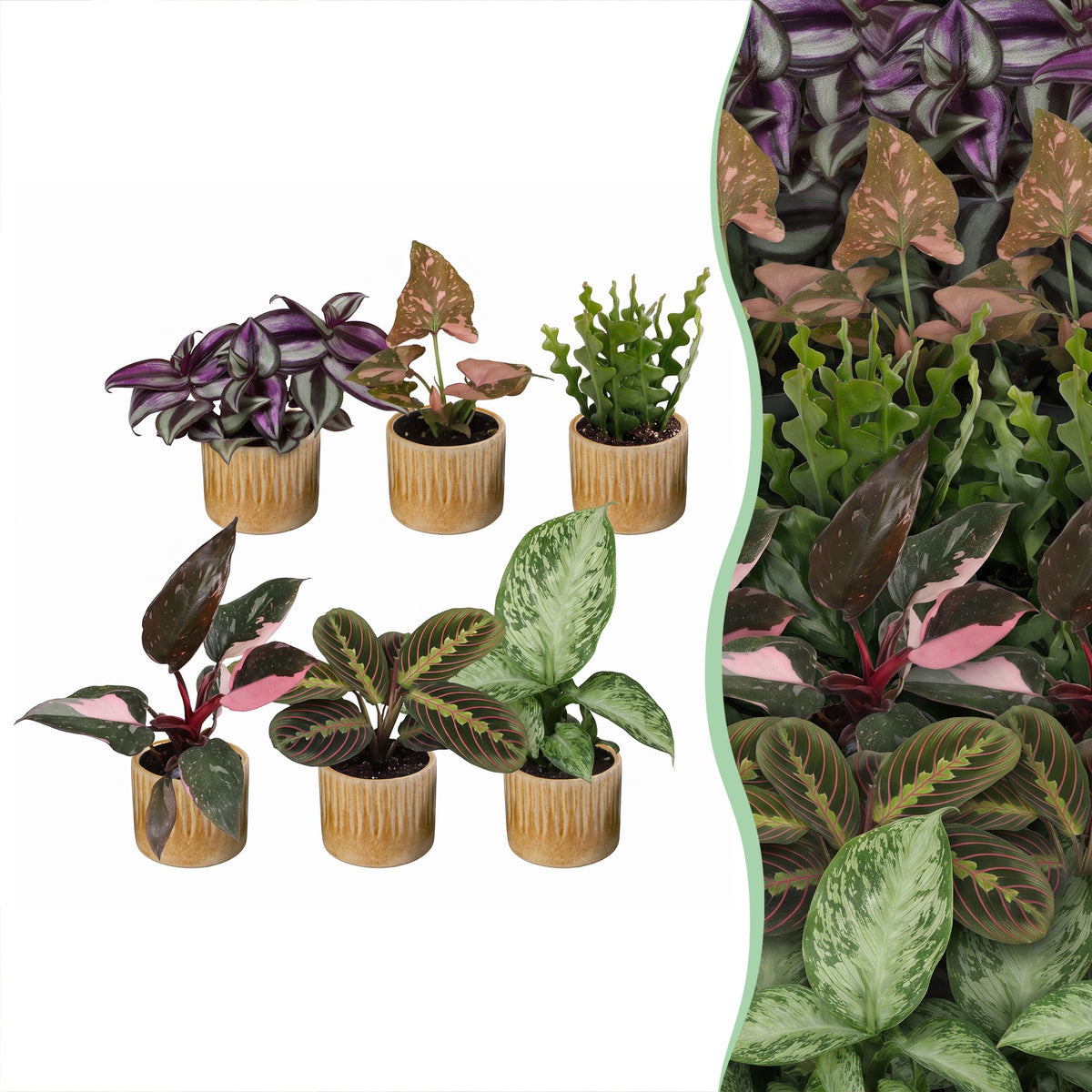 6x Baby Plant Surprise Box - Assorted - Tropical - incl. Linnea Honey - Ø6cm - ↕5-15cm