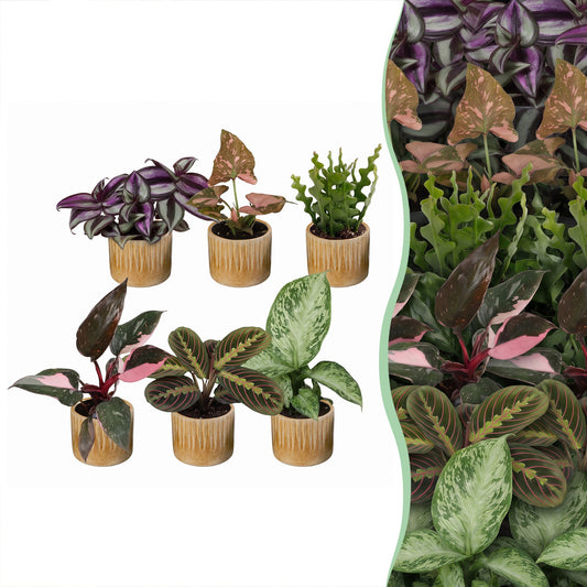 6x Baby Plants Surprise Box - Boîte surprise de petites plantes - Couleurs variées - Tropicale - incl. Linnea Honey - Ø6cm - ↕5-15cm