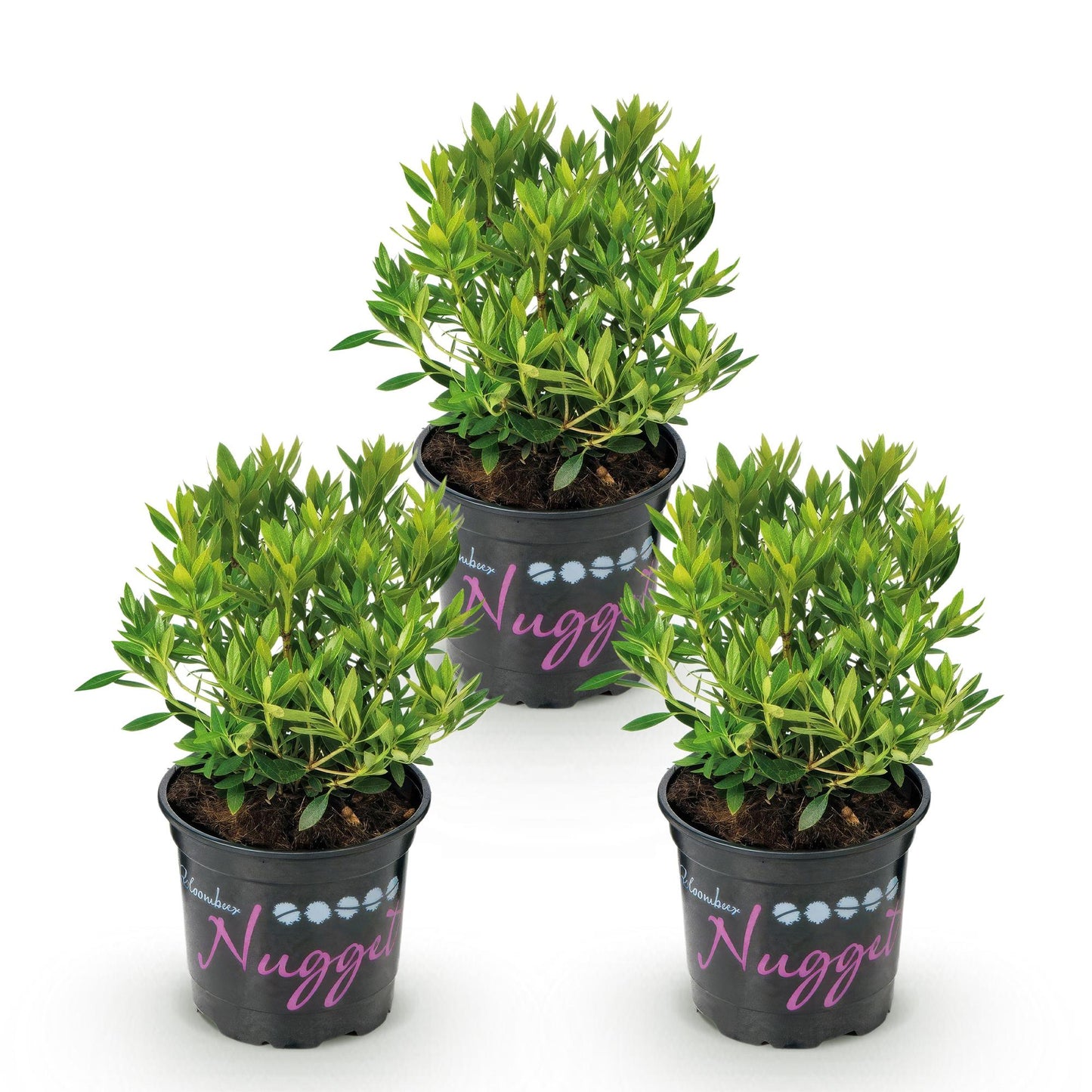 Green boutiQ - Dwerg Rhododendron - Rhododendron Bloombux Light Pink - Bloeiende Buxus - Weinig Onderhoud - Licht Roze Bloem - 3 Planten - Pot 10,5cm - Hoogte 20-25cm
