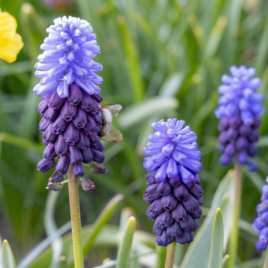 400x Muscari Latifolium - Broad-leaved Grape Hyacinth - Blue - Naturalizing Bulb - Bulb size 5/6