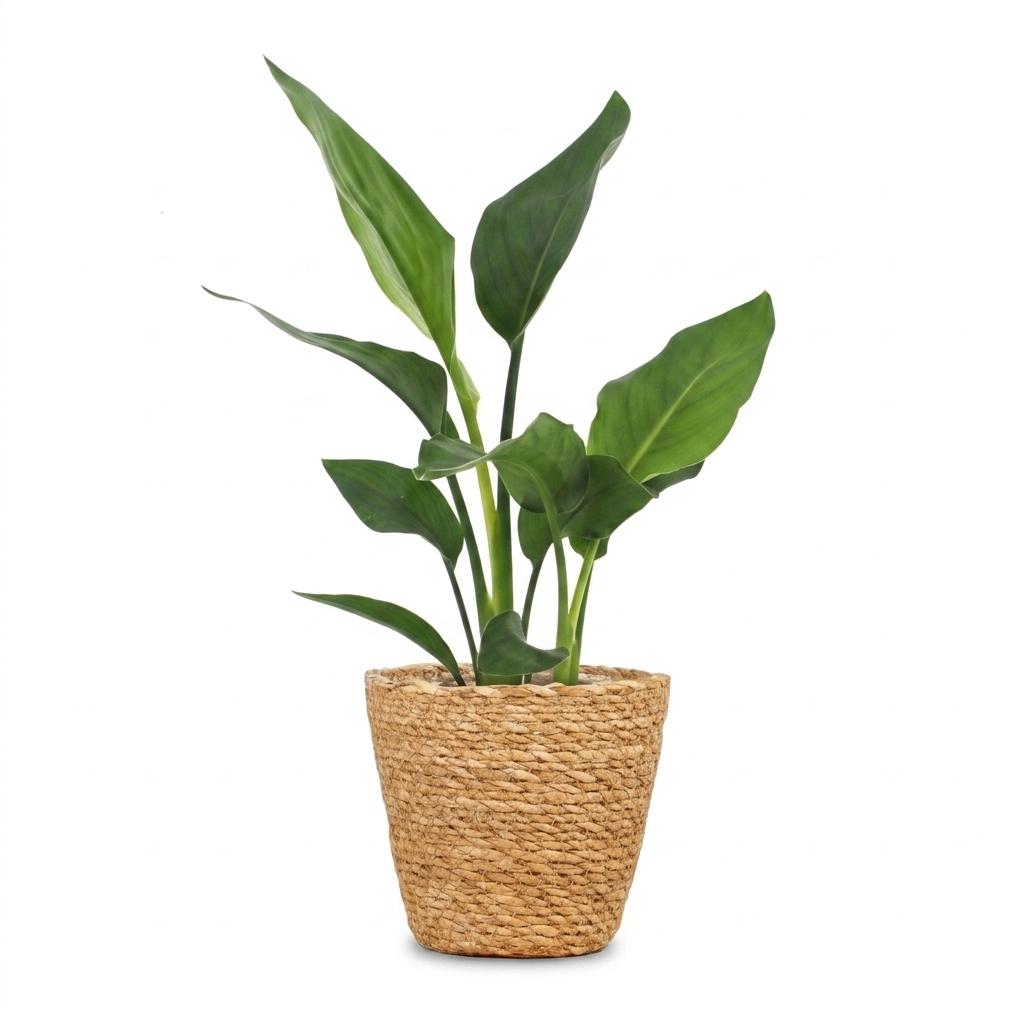 Strelitzia Reginea - Paradijsvogelbloem - 1 Plant - met Zeegras Mand - Pot 12cm - Hoogte 35cm