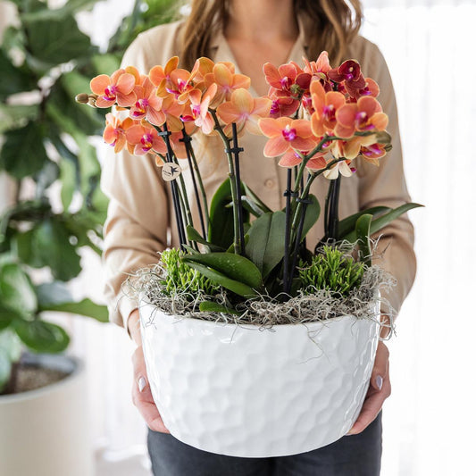 Orchidee colibrì | set di piante d'arancio in vaschetta per miele, incl tre orchidee arancioni Bolzano 9cm e tre piante verdi | Jungle Bouquet arancione con riserva d'acqua autosufficiente