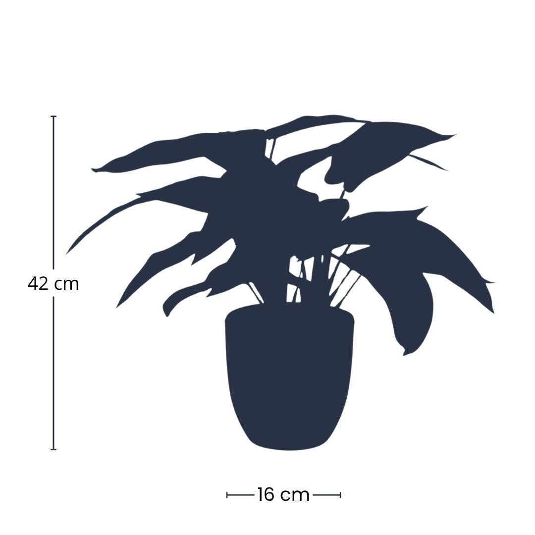 Calathea Zebrina artificiel en pot noir – 42 cm