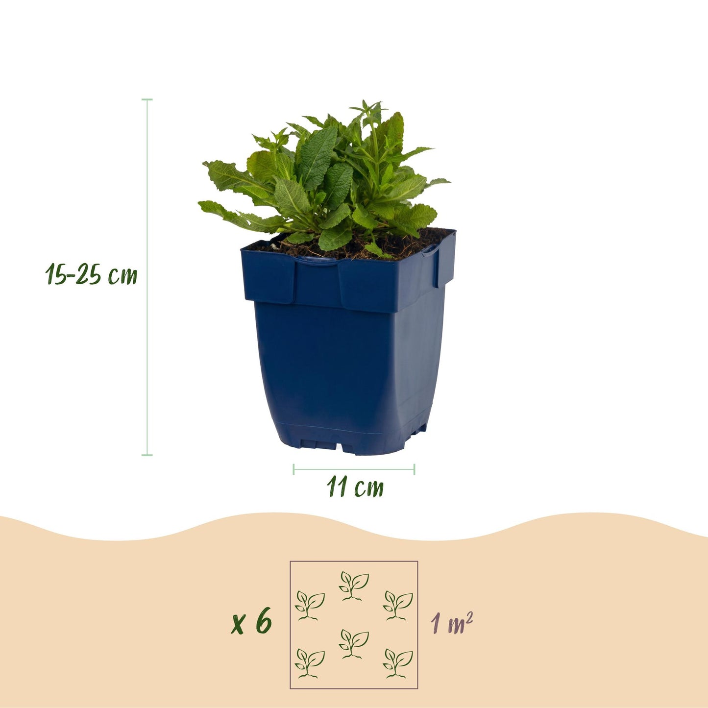 Vasteplant - Salvia nem. Schneehügel - Salie - Bijen en Vlinderlokkers - Wit - 1 Plant - Pot 11cm - Hoogte 15-25cm