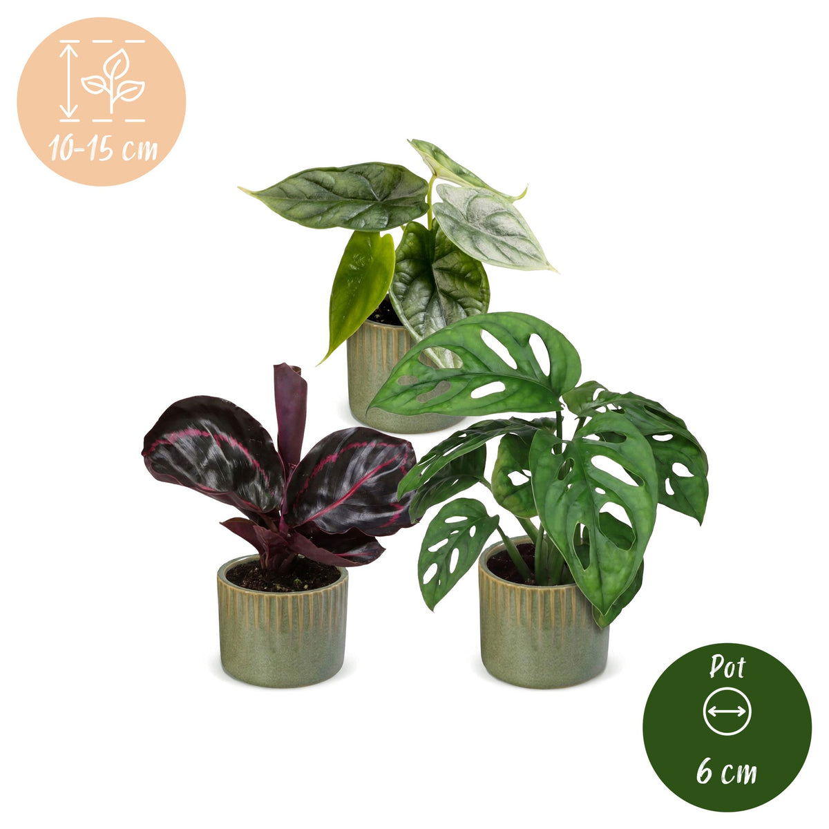 3x Baby Jungle Mix - Assorted - Tropical - incl. Linnea Olive - Ø6cm - ↕10-15cm