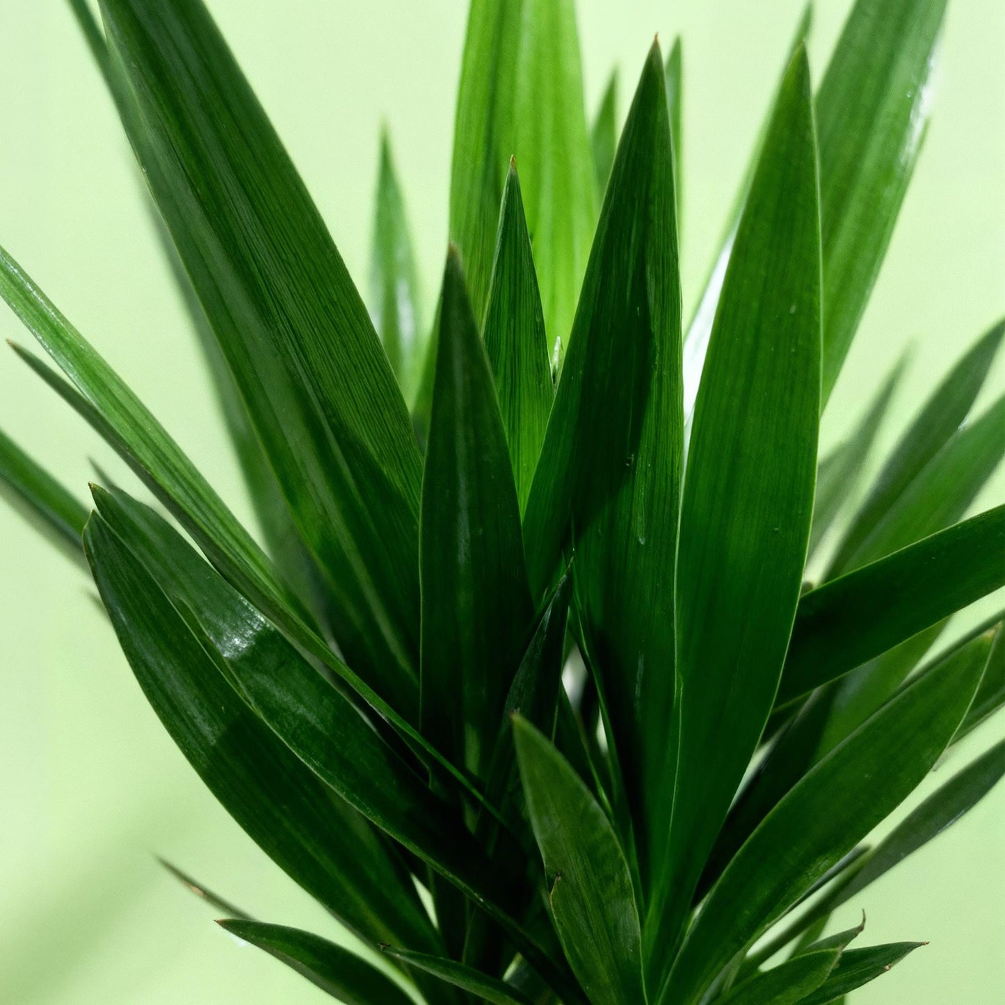 Kamerplant - Yucca elephantipes - Yucca - Weinig onderhoud - Groen - 1 - Pot 27cm - Hoogte 170cm