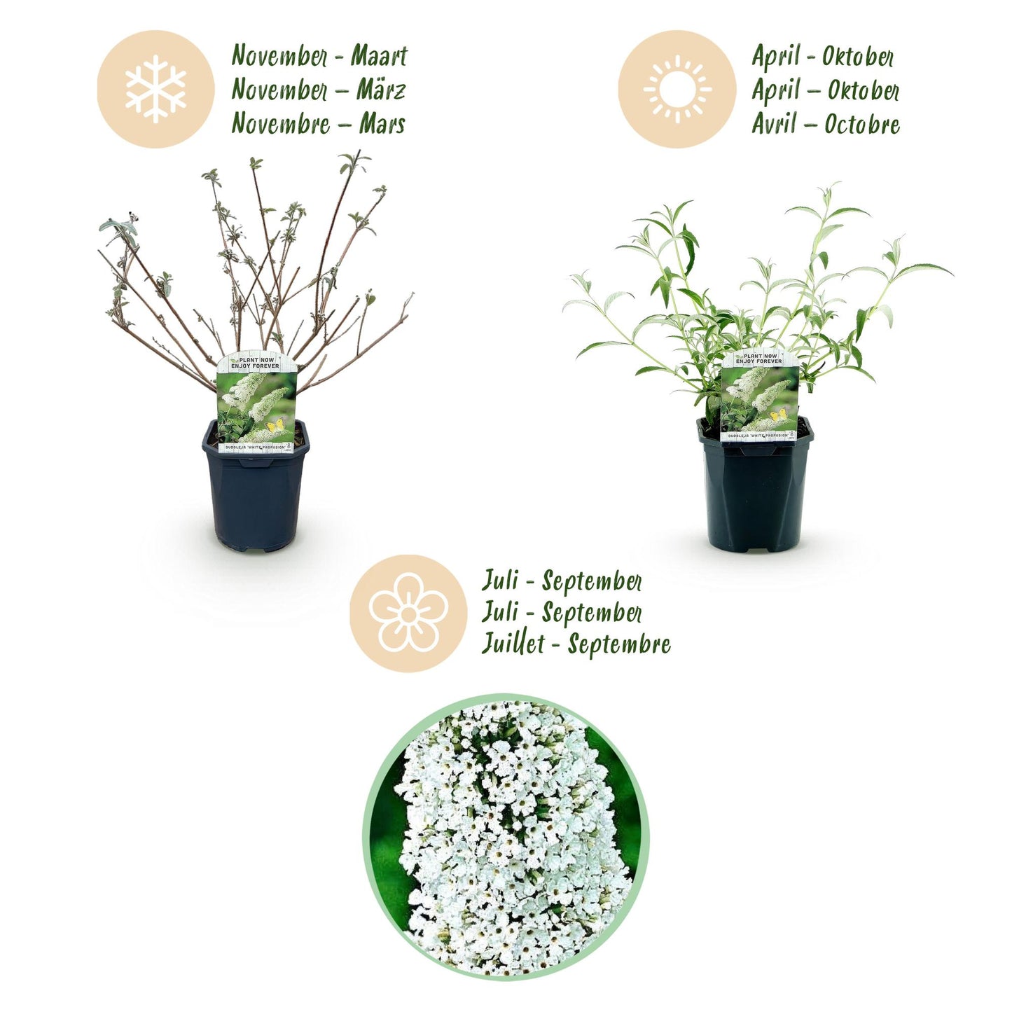 Garden Plant - Buddleja davidii White Profusion - Butterfly Bush - Winter Hardy - White - 3 Plants - Pot 17cm - Height 45cm