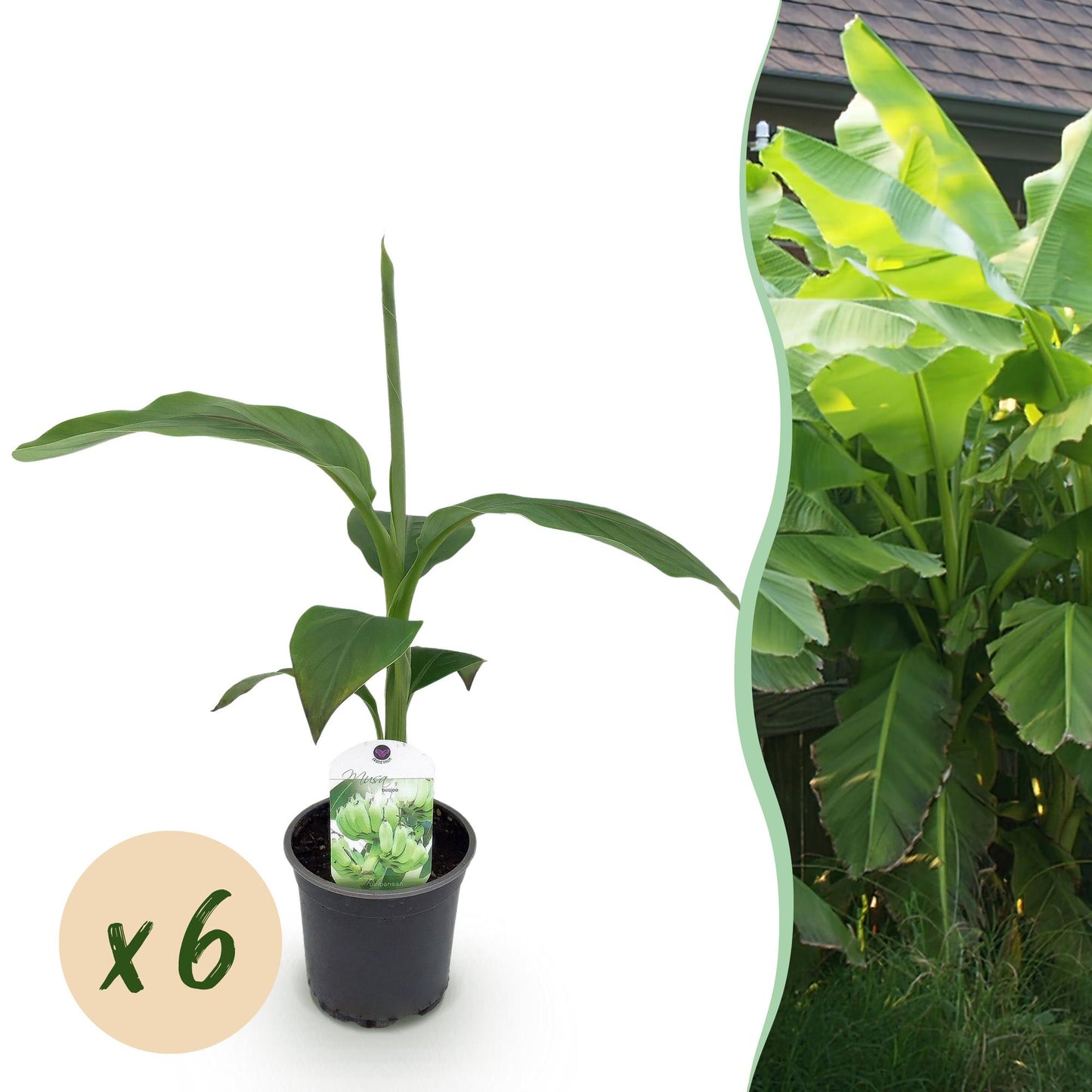 Green boutiQ - Fruitplant - Bananen plant - Musa Basjoo - Winterhard - 6 planten - Pot 12cm Hoogte 30cm