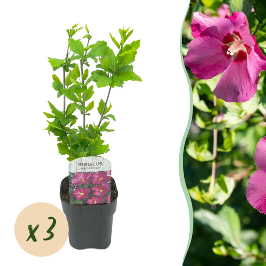 Green boutiQ - Plante de jardin - Hibiscus syriacus Woodbridge - Hibiscus de jardin - Résistant à l'hiver - Rose - 3 Plantes - Pot 17cm - Hauteur 45cm