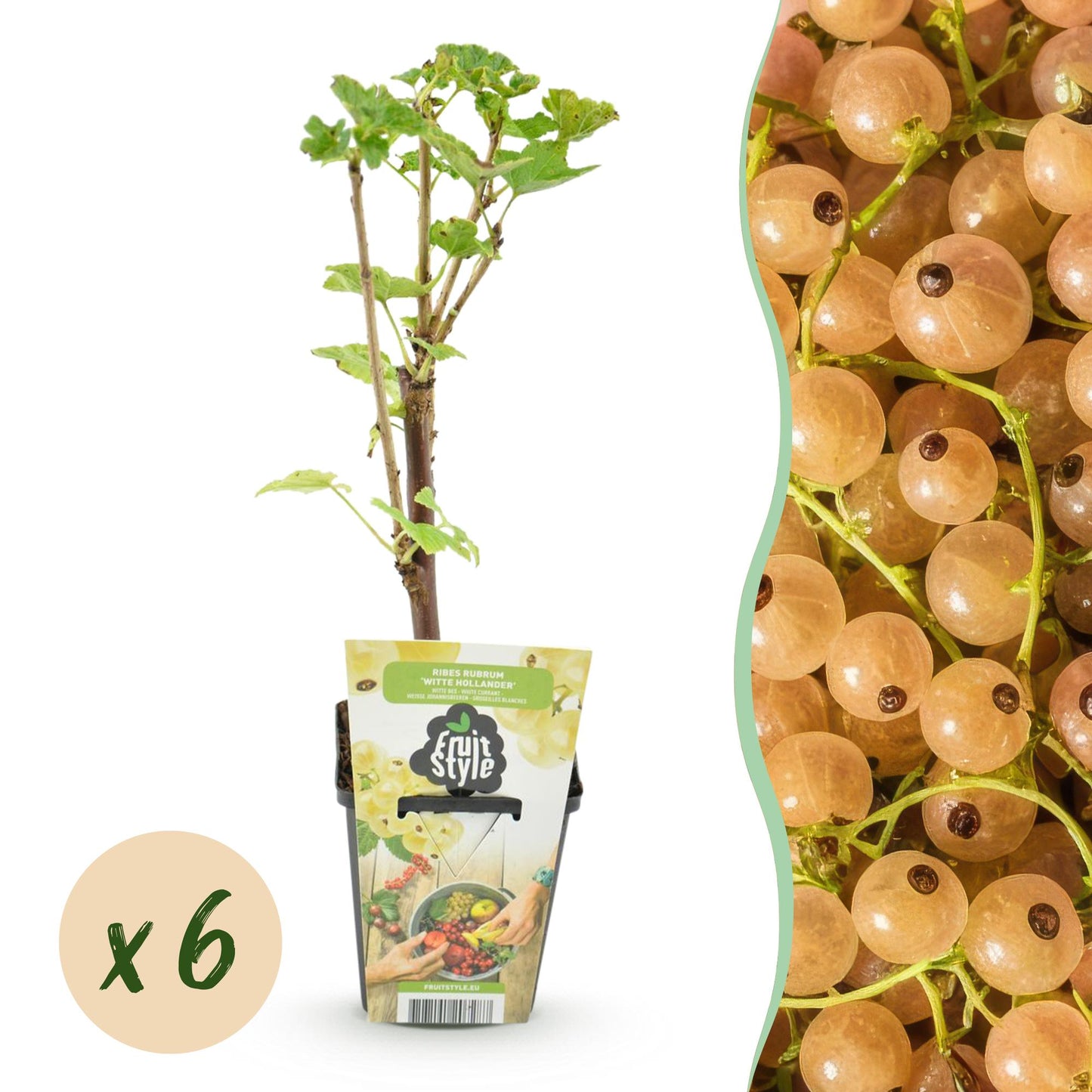 Fruitplanten - Wiite Bes - Ribes rubrum Witte Hollander - Winterhard - 6 Planten - Pot 9 cm - Witte Bes