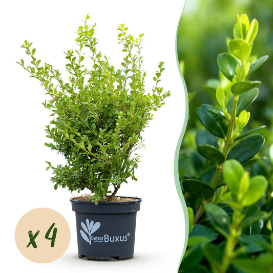 Green boutiQ - Buxus Hedge - BetterBuxus Babylon Beauty - Resistant to Buxus blight - 4 plants - 1 linear meter - pot 19cm height 50-55